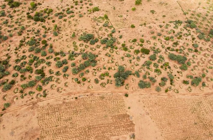 Как Африка хочет остановить опустынивание и защититься от Сахары?