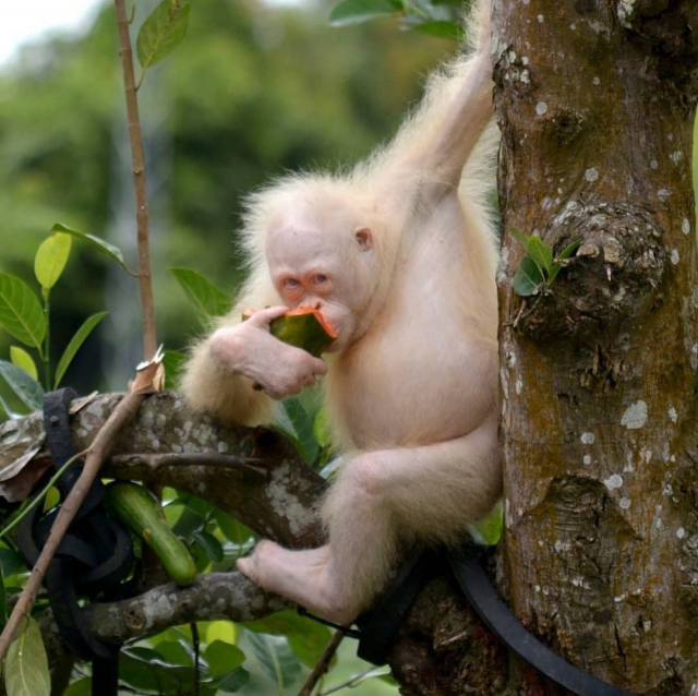 Снимки удивительных животных-альбиносов