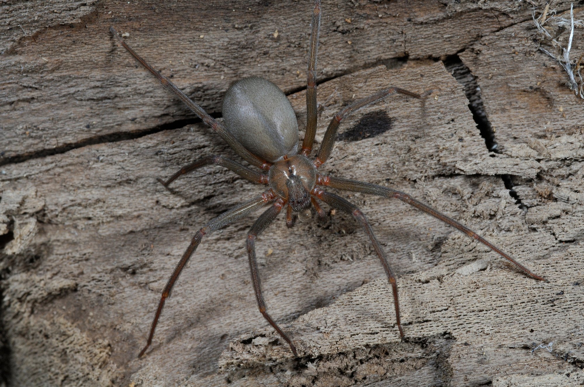 Где обитает коричневый паук-отшельник и как он выглядит?