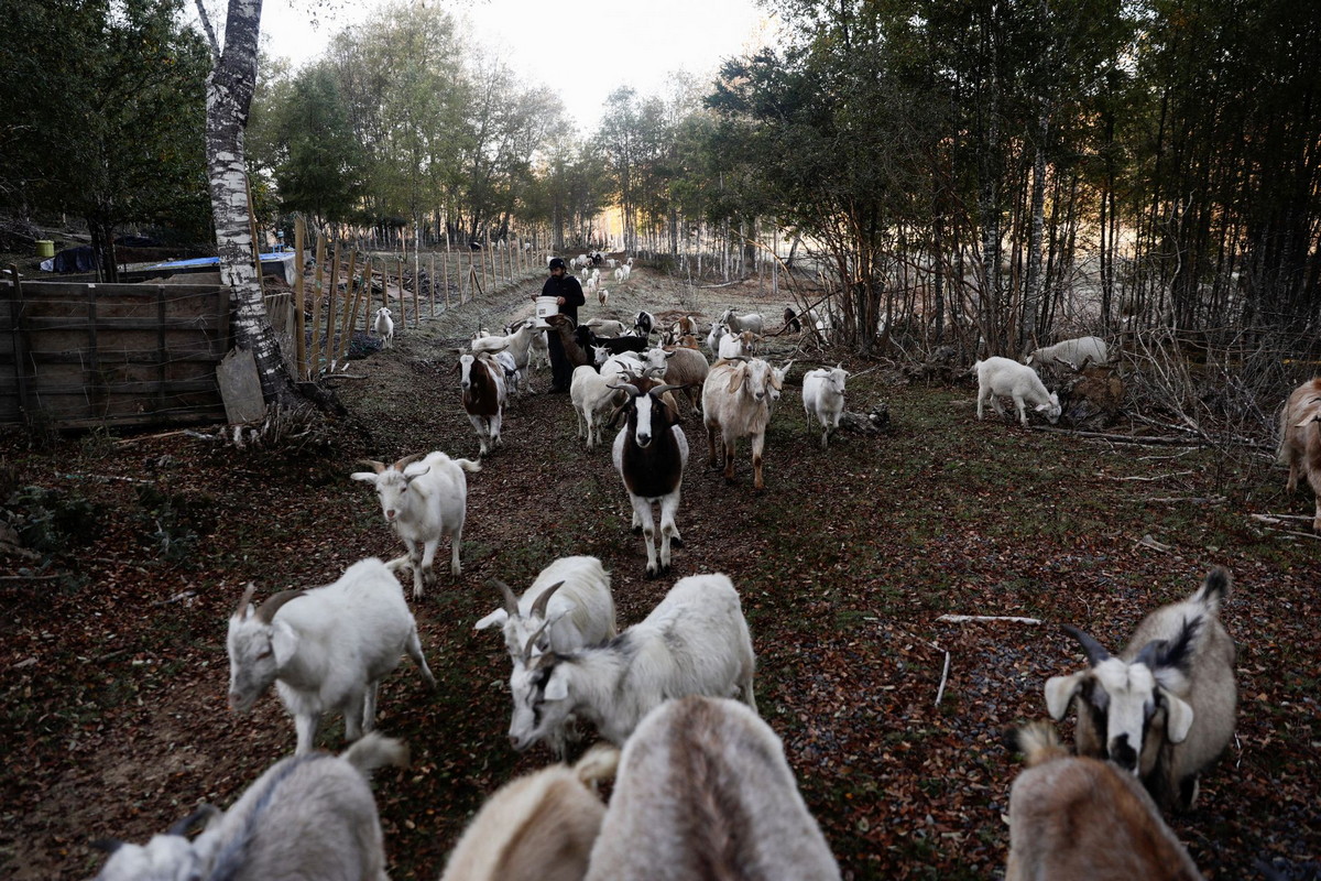 Как козы в Чили защищают лес от смертельных пожаров