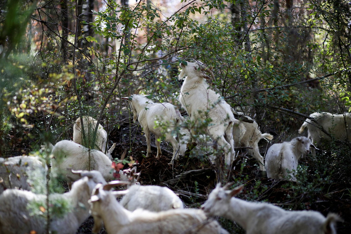 Как козы в Чили защищают лес от смертельных пожаров