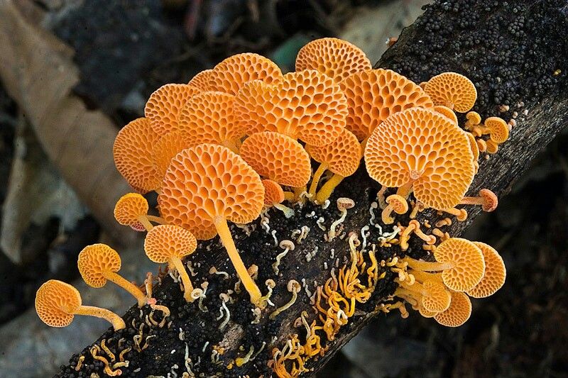 Необычные грибы, которые можно спутать с инопланетными растениями