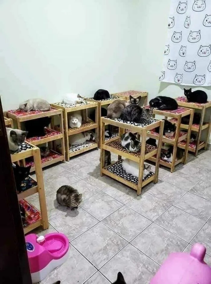Снимки котеек, которые живут в полном тепле и уюте