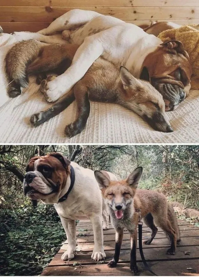Снимки животных, которые показали, что для их дружбы нет преград