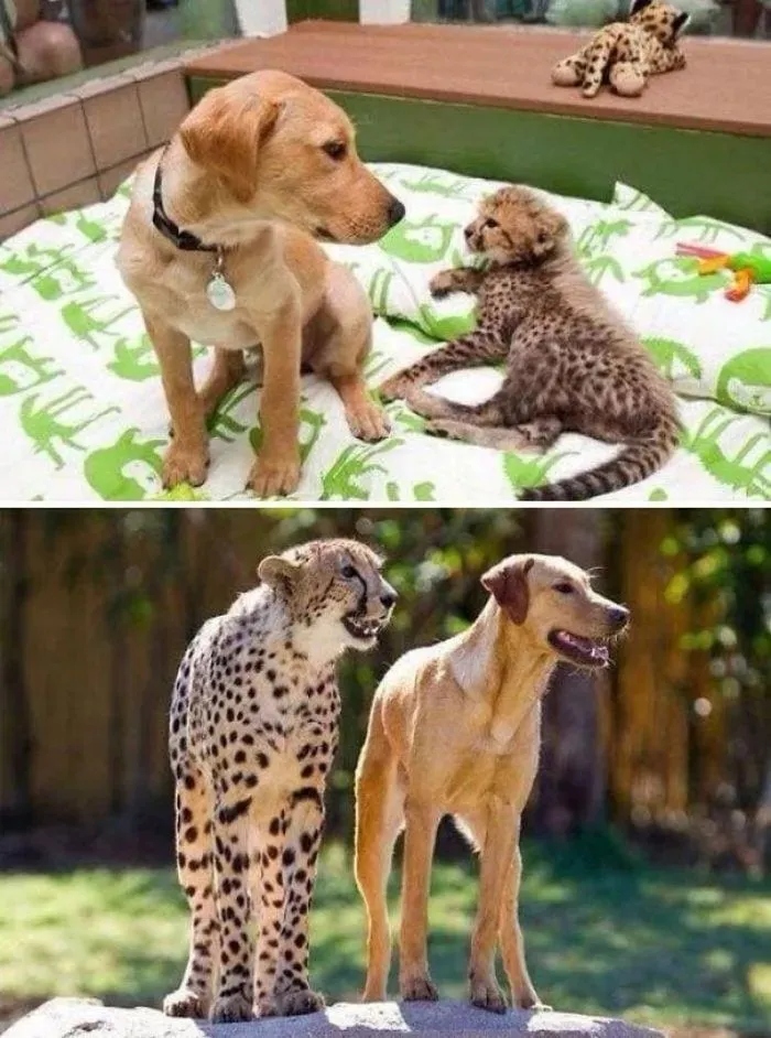 Снимки животных, которые показали, что для их дружбы нет преград
