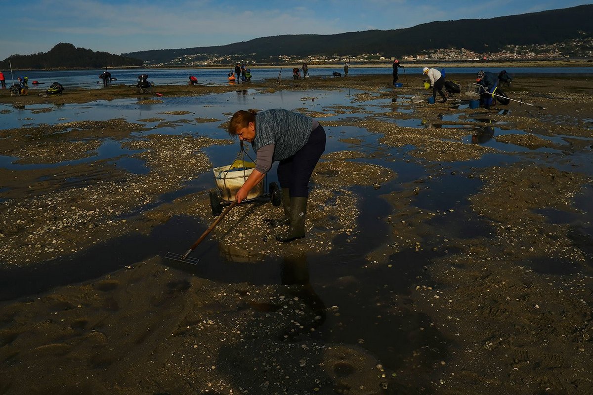 Как испанские морские крестьяне добывают моллюсков