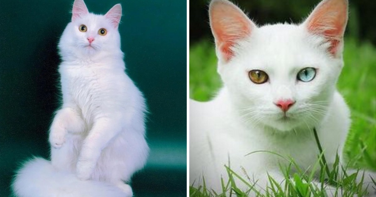 Породы кошек, которые люди часто путают между собой