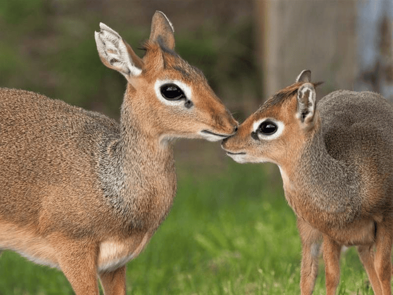 Животные-однолюбы, которые находят себе пару на всю жизнь