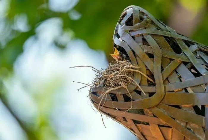 Случаи, когда птицы свили свои гнезда в самых неподходящих местах
