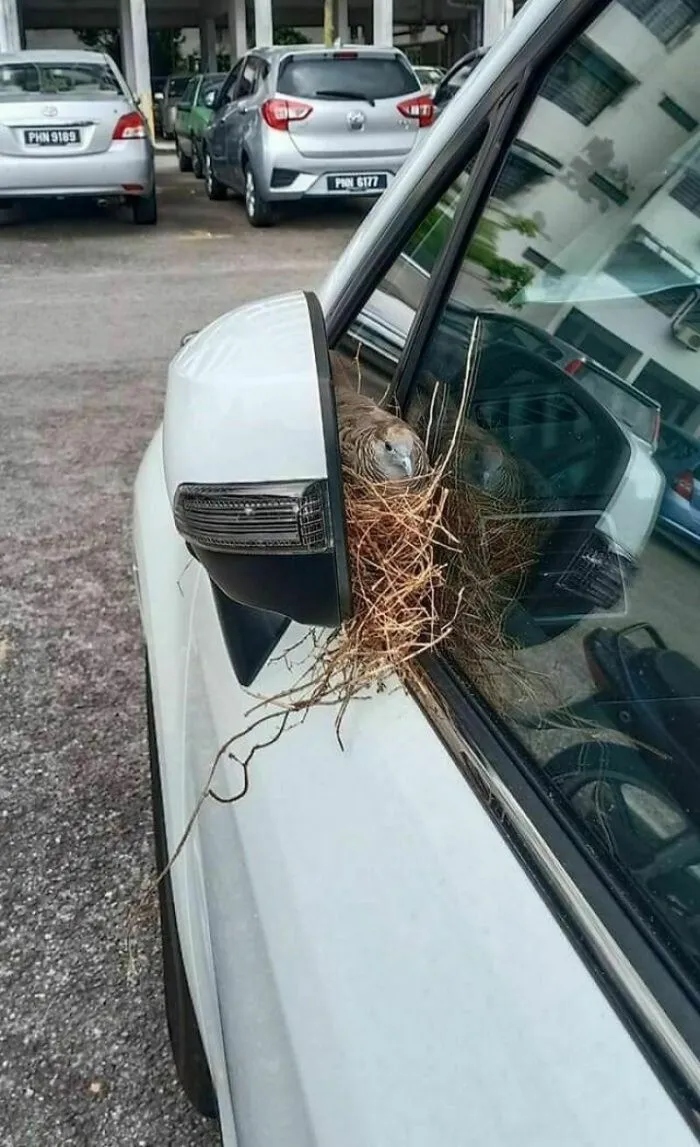 Случаи, когда птицы свили свои гнезда в самых неподходящих местах
