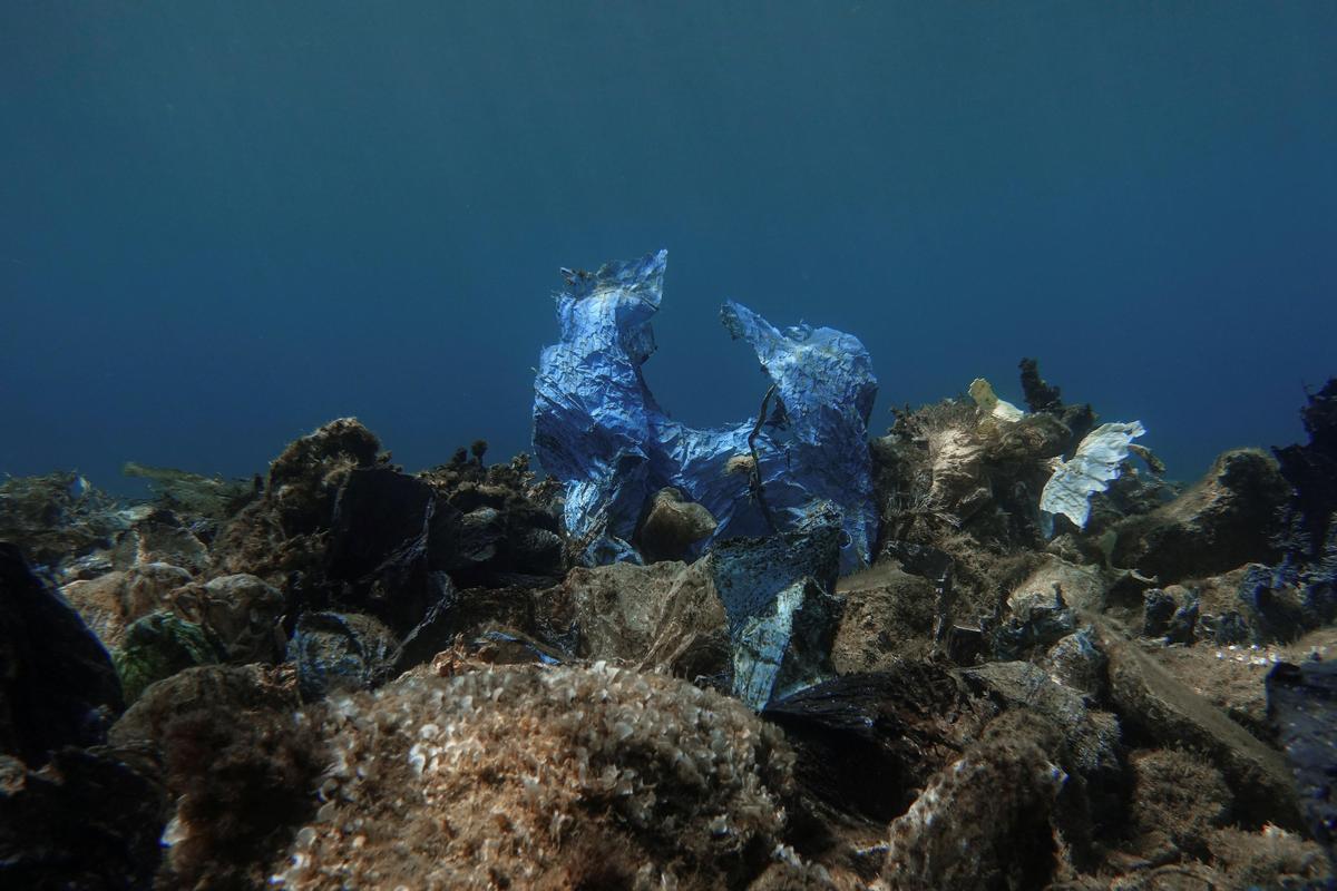 Загрязнение океана пластиком угрожает вымиранию морской среды