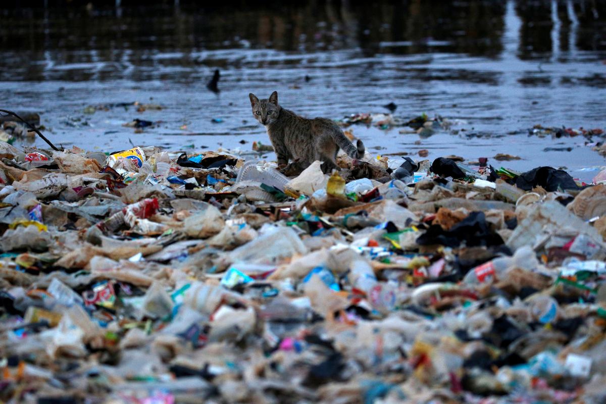 Загрязнение океана пластиком угрожает вымиранию морской среды