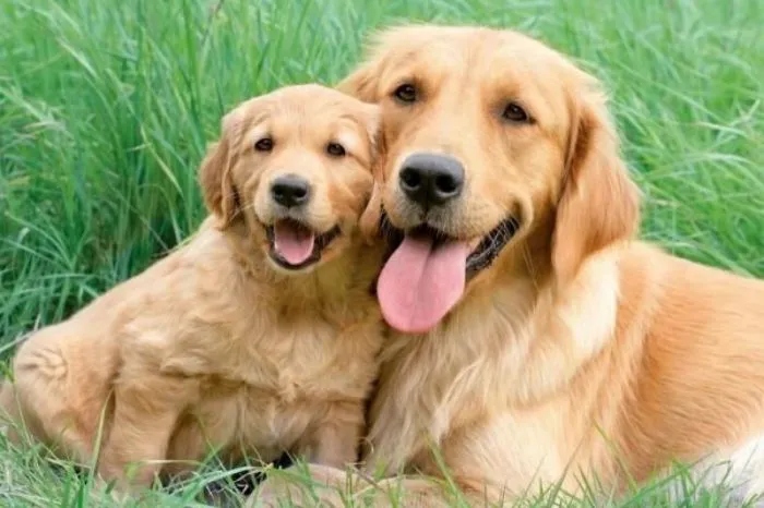 Гордые собаки-родители и их мини-копии