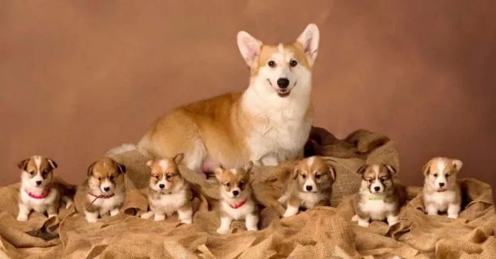 Гордые собаки-родители и их мини-копии