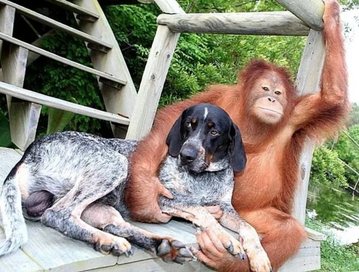 Счастливые животные совершенно разных видов вместе