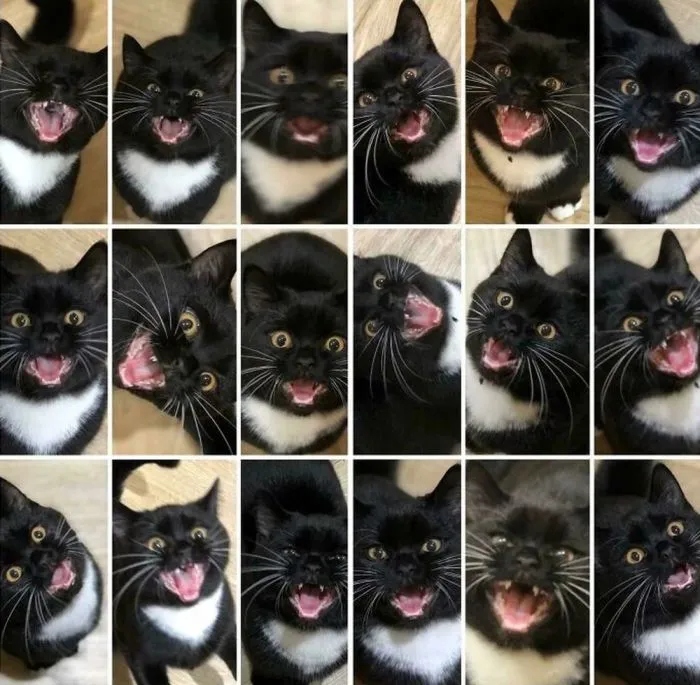 Снимки очень эмоциональных кричащих котов