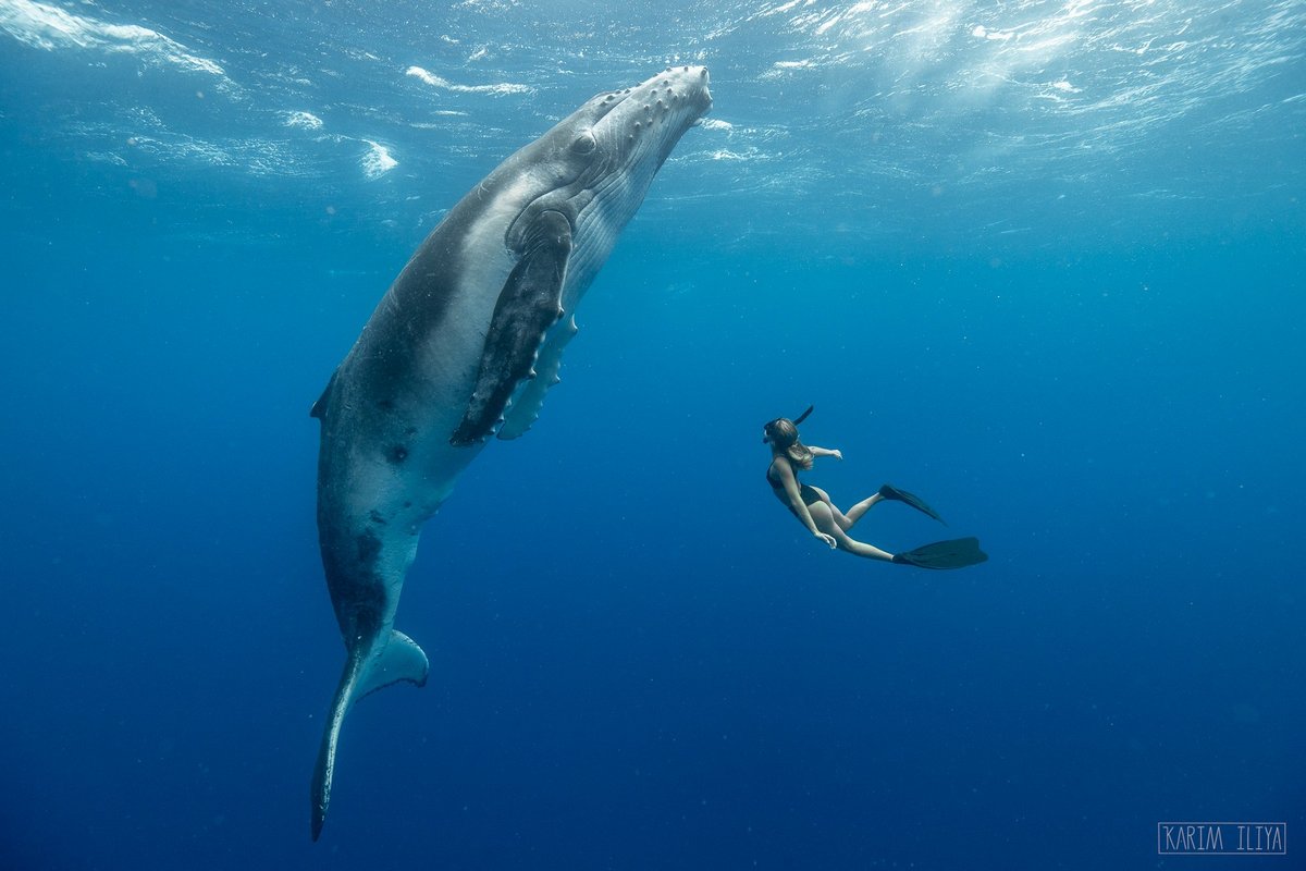 Впечатляющие подводные снимки, которые сделал Карим Илия