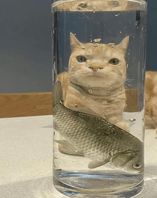 Забавные мордахи котиков через стеклянные предметы