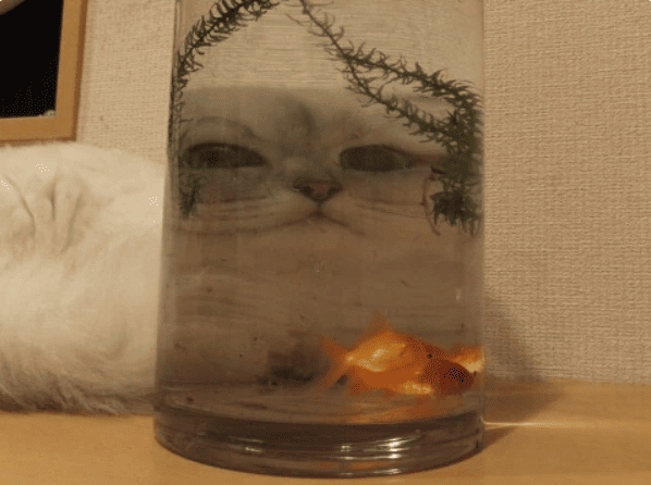Забавные мордахи котиков через стеклянные предметы