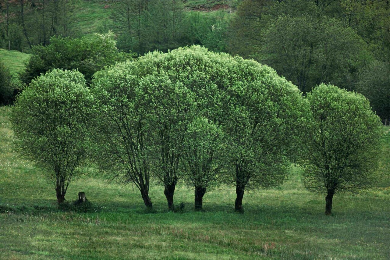Портреты деревьев от Франка Хорвата