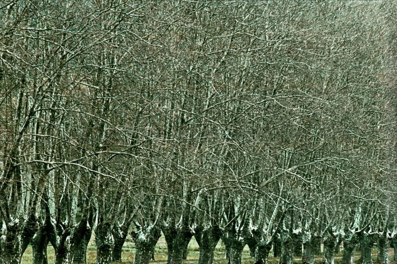 Портреты деревьев от Франка Хорвата