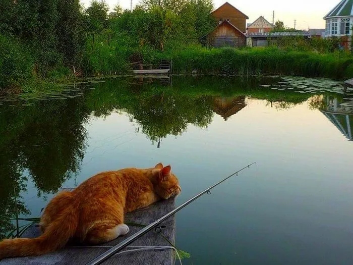 Ловкие рыбаки в природе