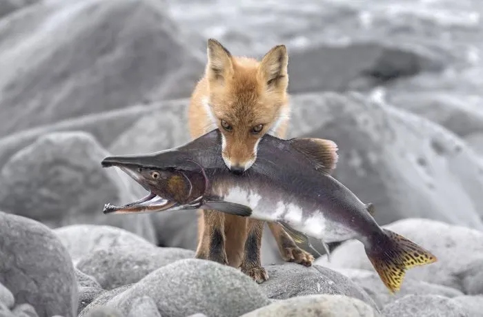 Ловкие рыбаки в природе