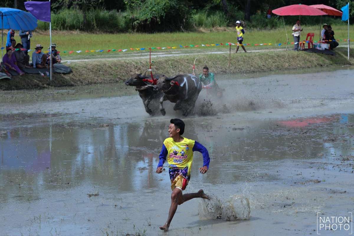 Забег тайских буйволов и начало сезона выращивания риса