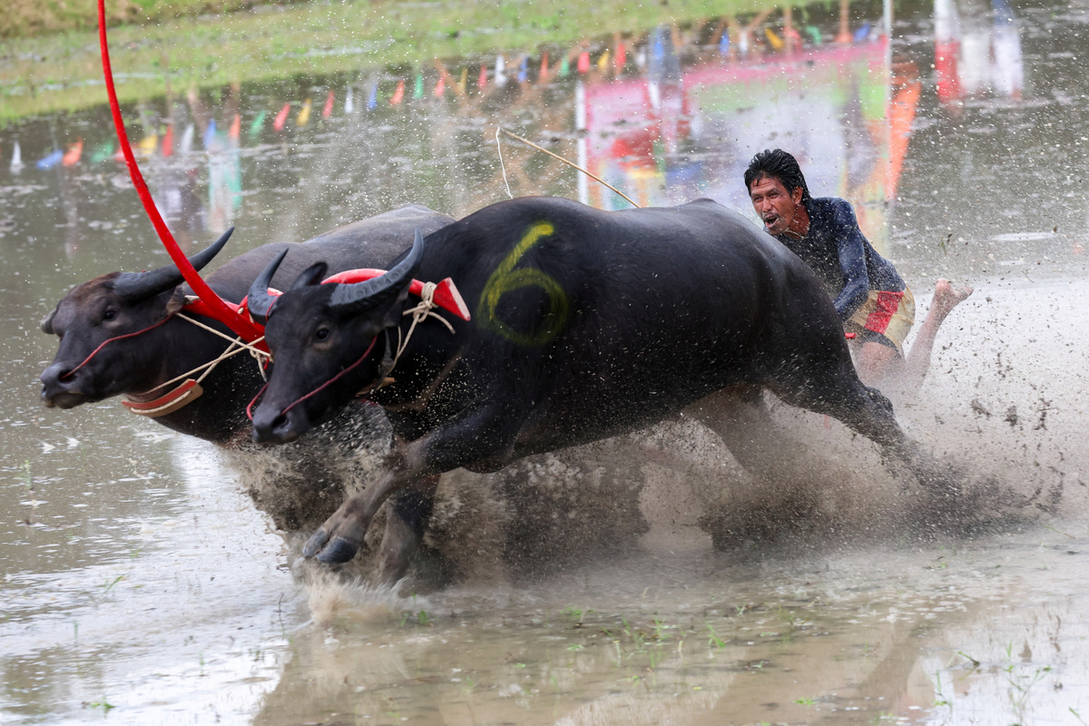 Забег тайских буйволов и начало сезона выращивания риса