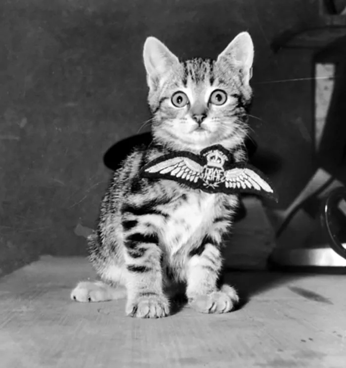 Любопытные ретро-снимки с кошками, сделанные в разные годы