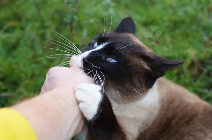 Котики показали свой лёгкий кусь