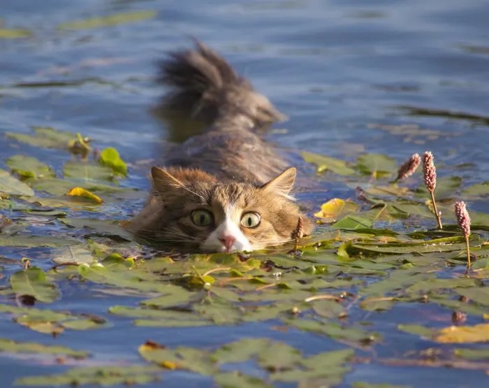Котейки и неродная, но терпимая стихия для хвостатых пловцов