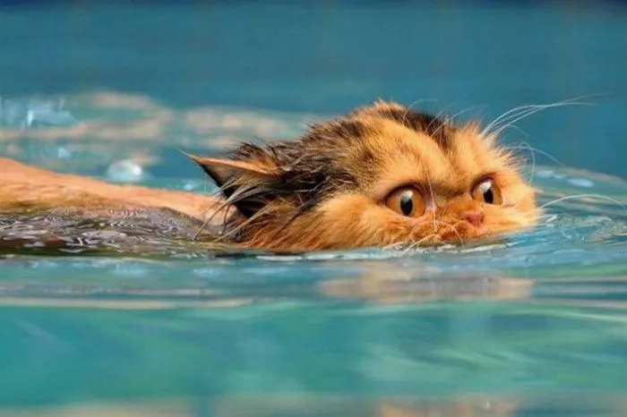 Котейки и неродная, но терпимая стихия для хвостатых пловцов