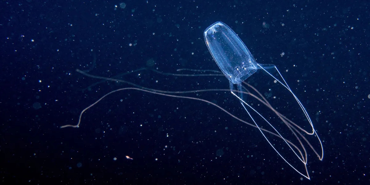 Медуза ируканджи - одно их самых опасных существ на планете