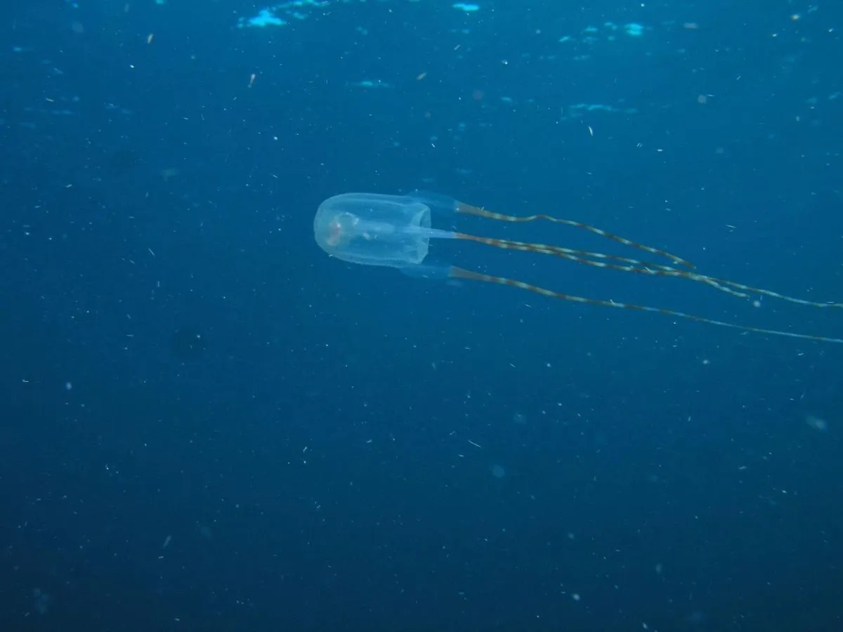 Медуза ируканджи - одно их самых опасных существ на планете