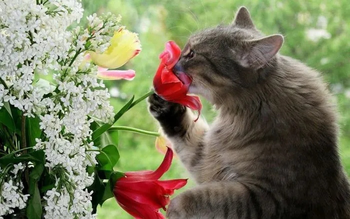 Животные и цветочное настроение
