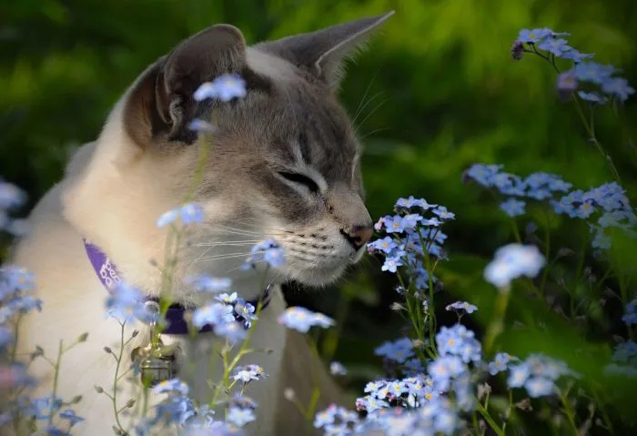 Животные и цветочное настроение