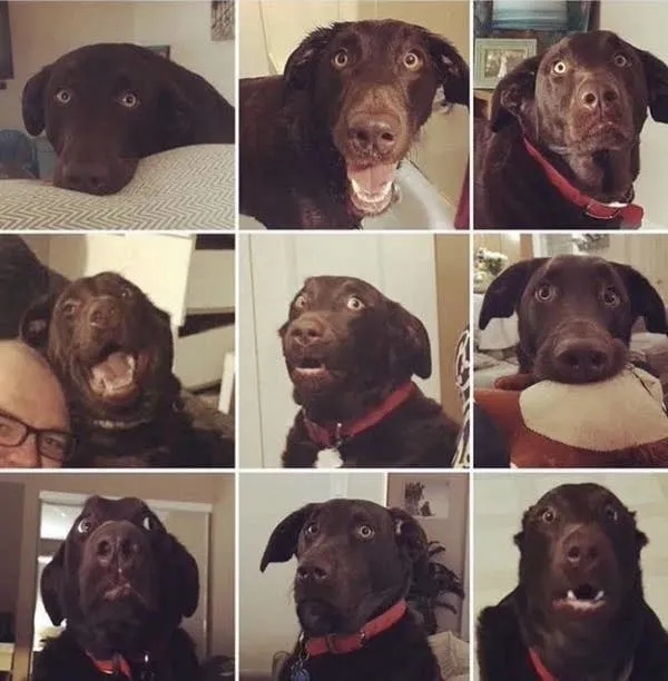 Снимки уморительных собак, которые надолго зарядят вас позитивом