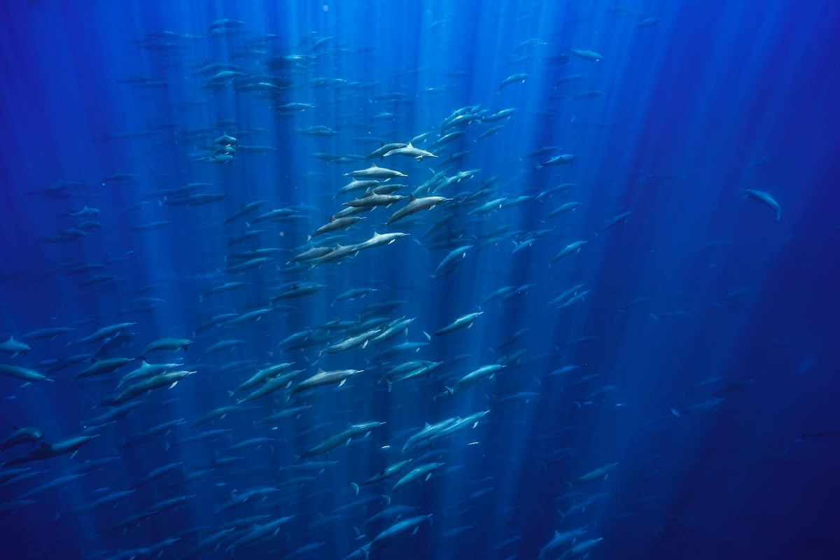 Впечатляющие подводные снимки от Мерче Льоберы
