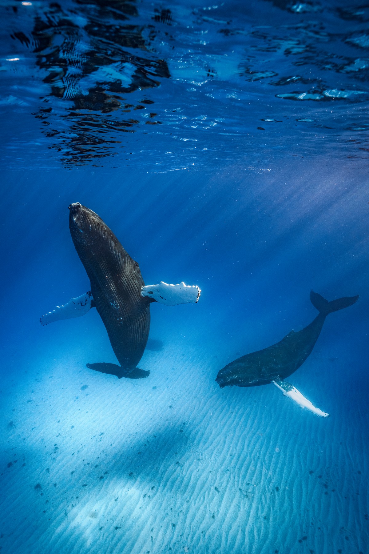Впечатляющие подводные снимки от Мерче Льоберы