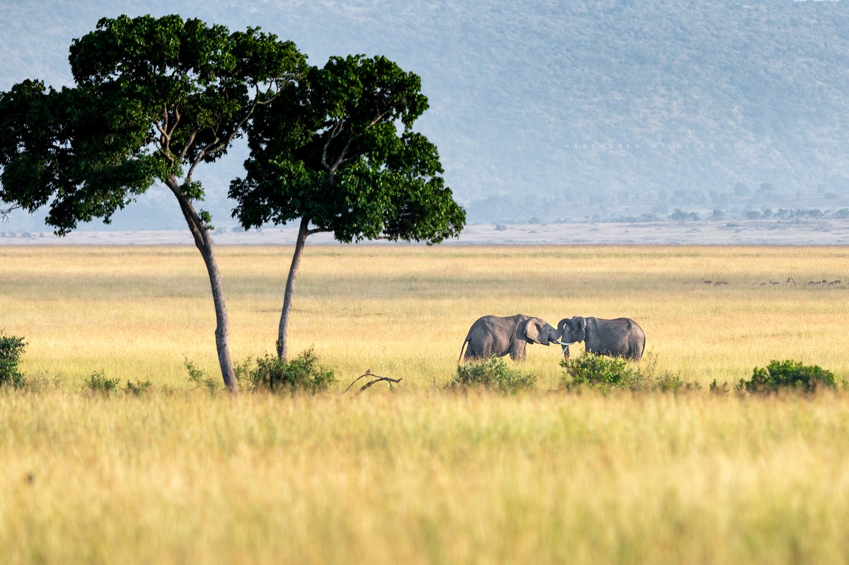 Дикие африканские животные в объективе Кристиана Харгассера