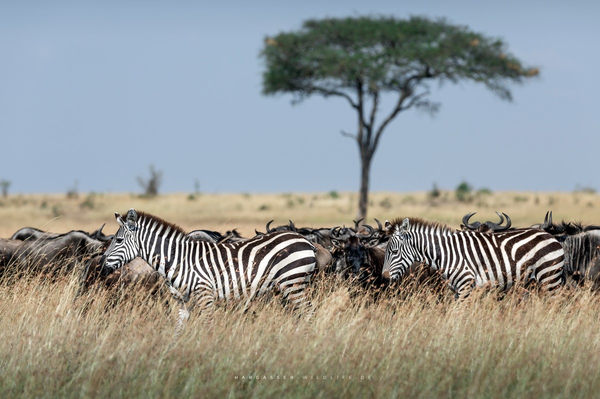 Дикие африканские животные в объективе Кристиана Харгассера