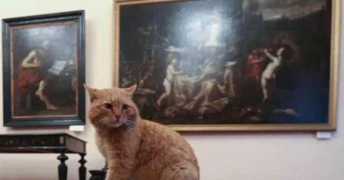 Котики – настоящие ценители искусства