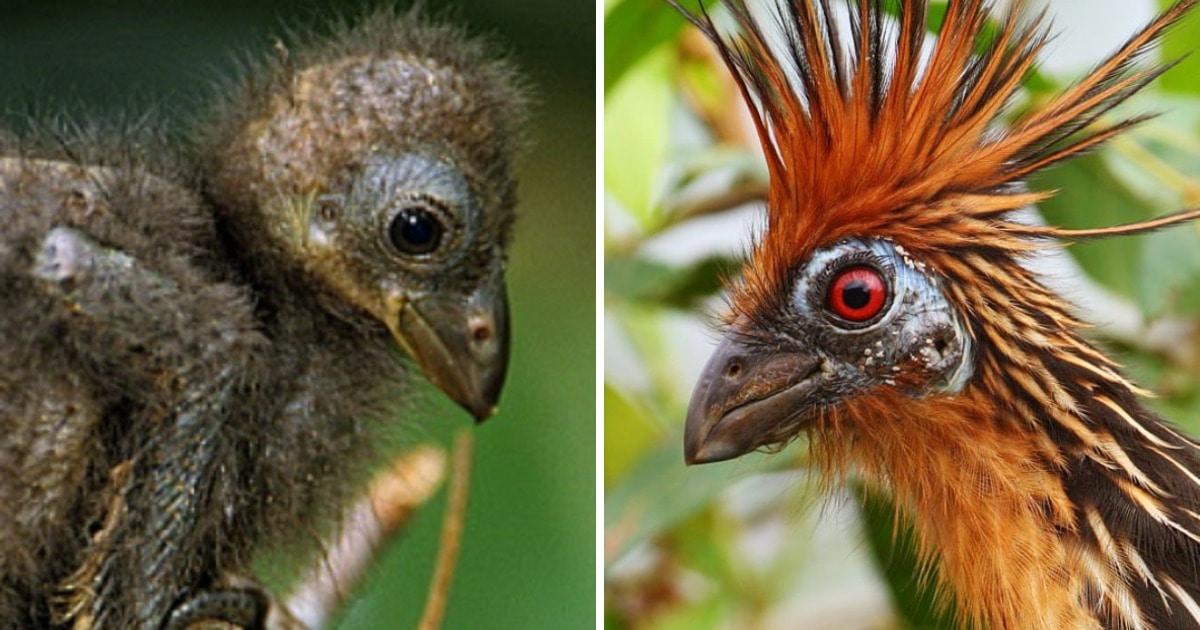 Удивительные превращения птенцов во взрослых птиц