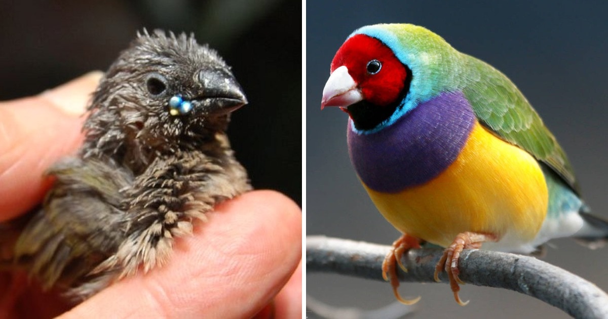 Удивительные превращения птенцов во взрослых птиц