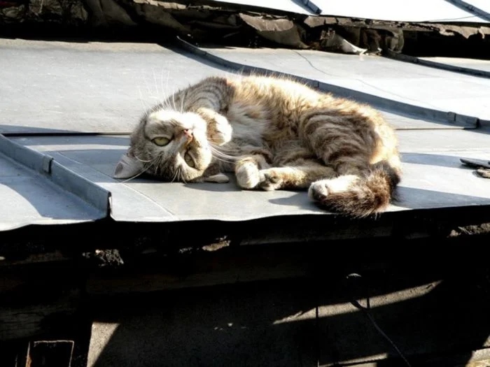 Котики, которые покоряют крыши