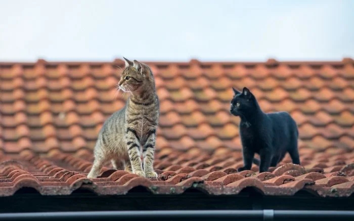 Котики, которые покоряют крыши