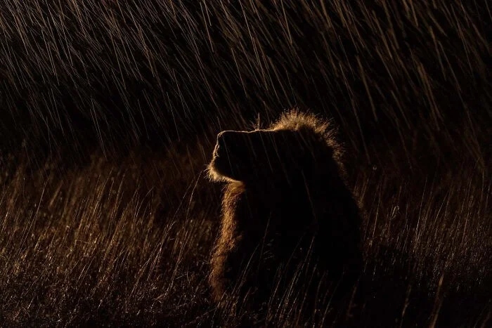 Потрясающие снимки природы с конкурса European Wildlife Photographer of the Year
