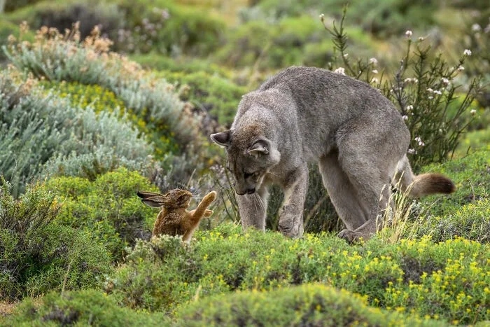 Потрясающие снимки природы с конкурса European Wildlife Photographer of the Year