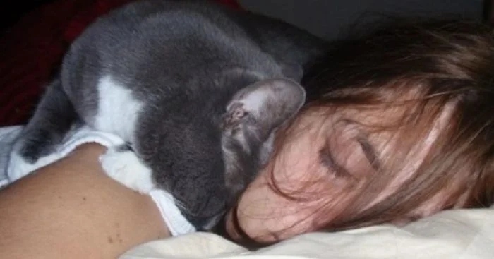 Почему коты постоянно спят. Кот уткнулся в подушку. Кот дрыхнет.